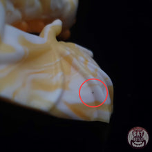 Load image into Gallery viewer, FLOP Diadem Packer Medium 00-20 Pumpkin Pie
