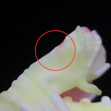 Load image into Gallery viewer, Diadem Packer Medium 00-20
